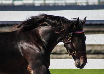 Hanover Shoe Farms to offer twenty yearlings online