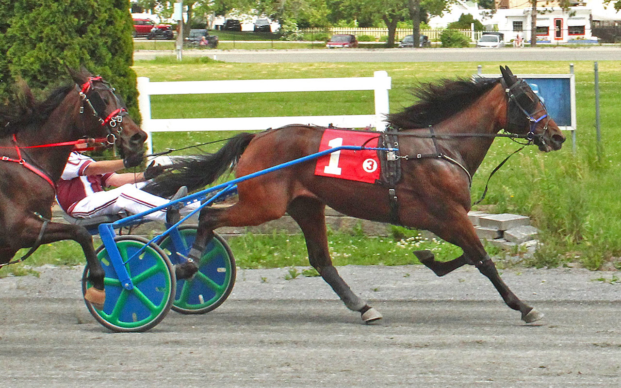 3-year-old trotters in the spotlight 1