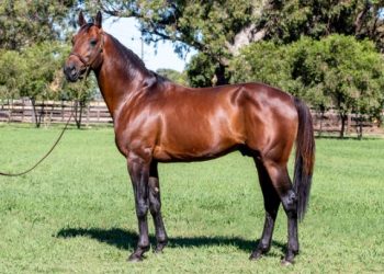 Always B Miki not shuttling this coming season due to injury