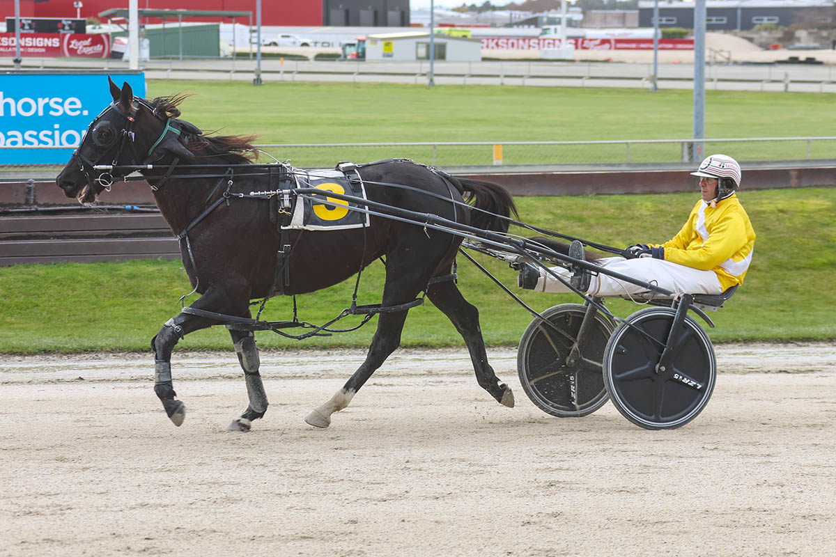 Dual code Dobbs gets another harness winner 3