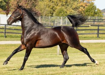 First season sires in the spotlight in North America
