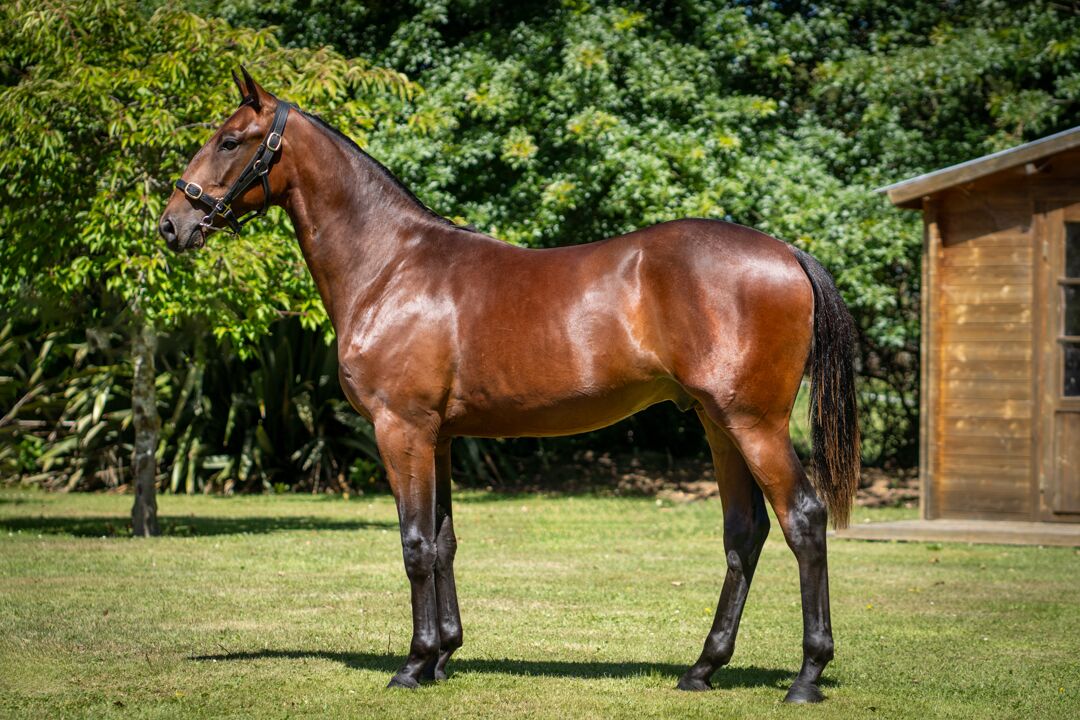 Cullen stocks on the rise 6