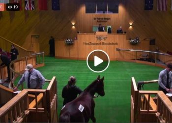 Watch the NZB Standardbred Weanling sale live