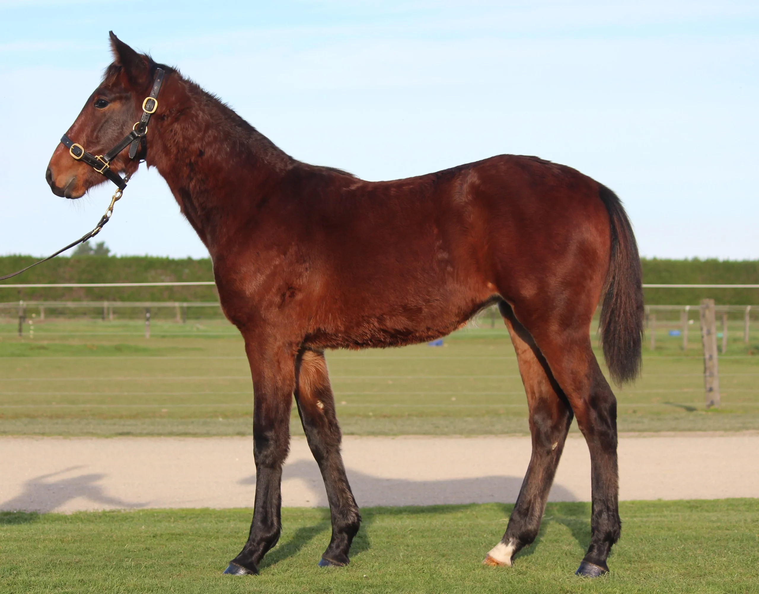 Macca takes weanlings north with confidence 3