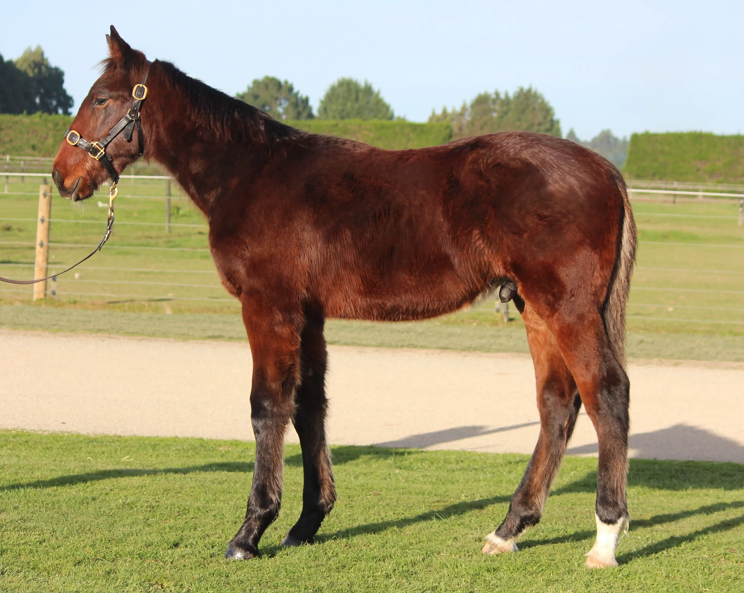 Macca takes weanlings north with confidence 4