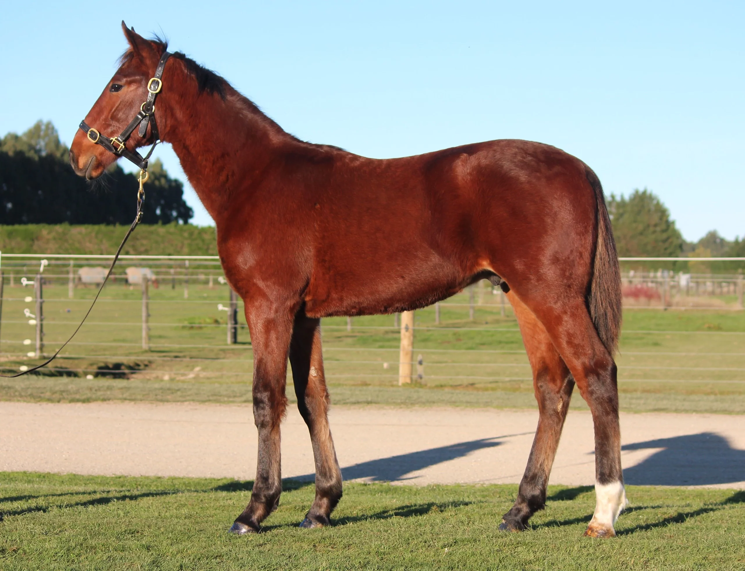 Macca takes weanlings north with confidence 5