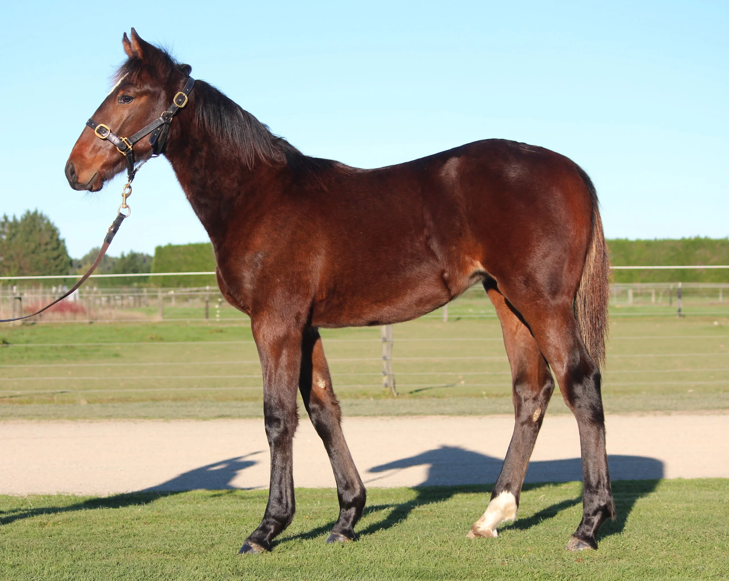Macca takes weanlings north with confidence 6