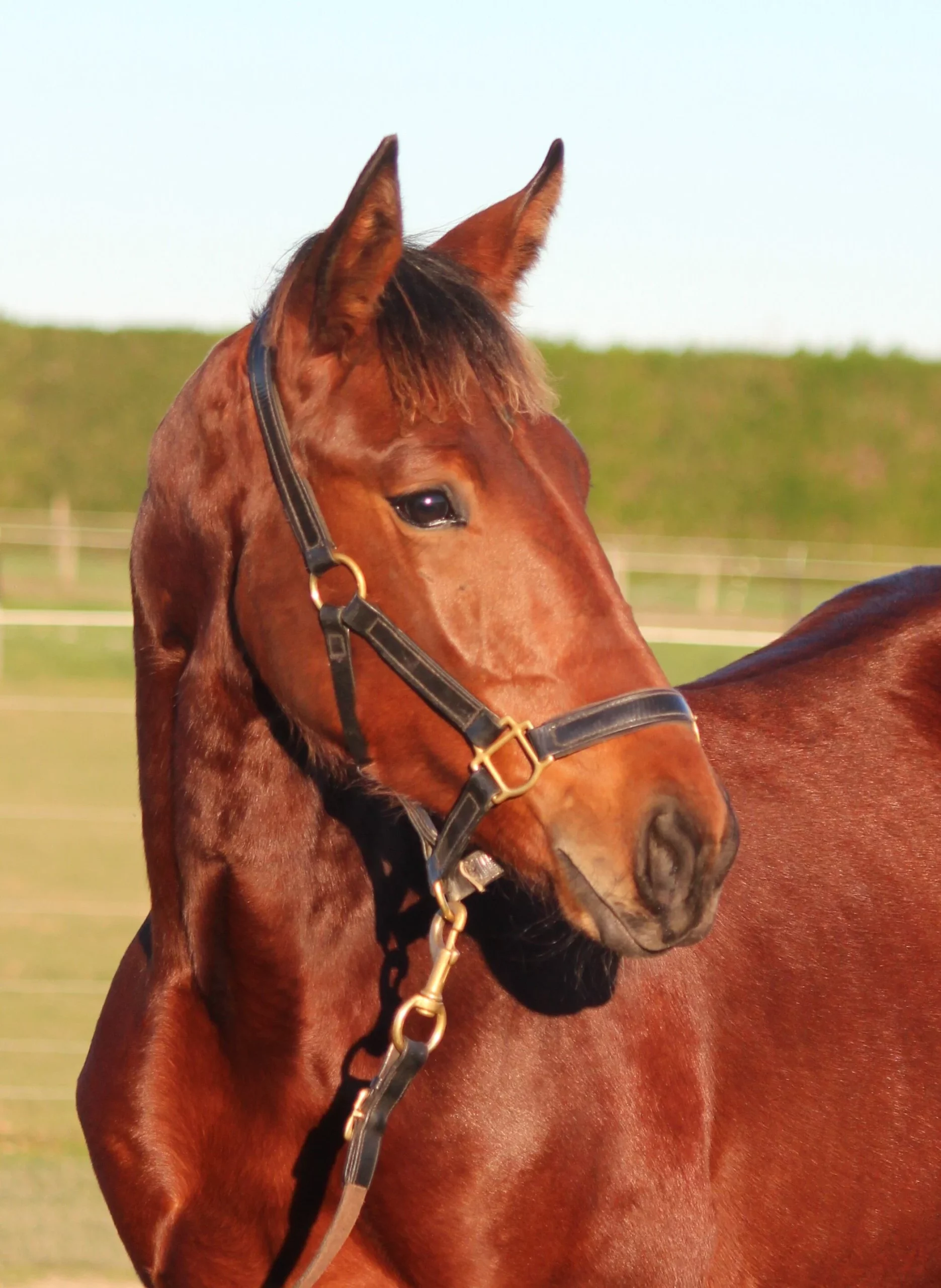 Macca takes weanlings north with confidence 7