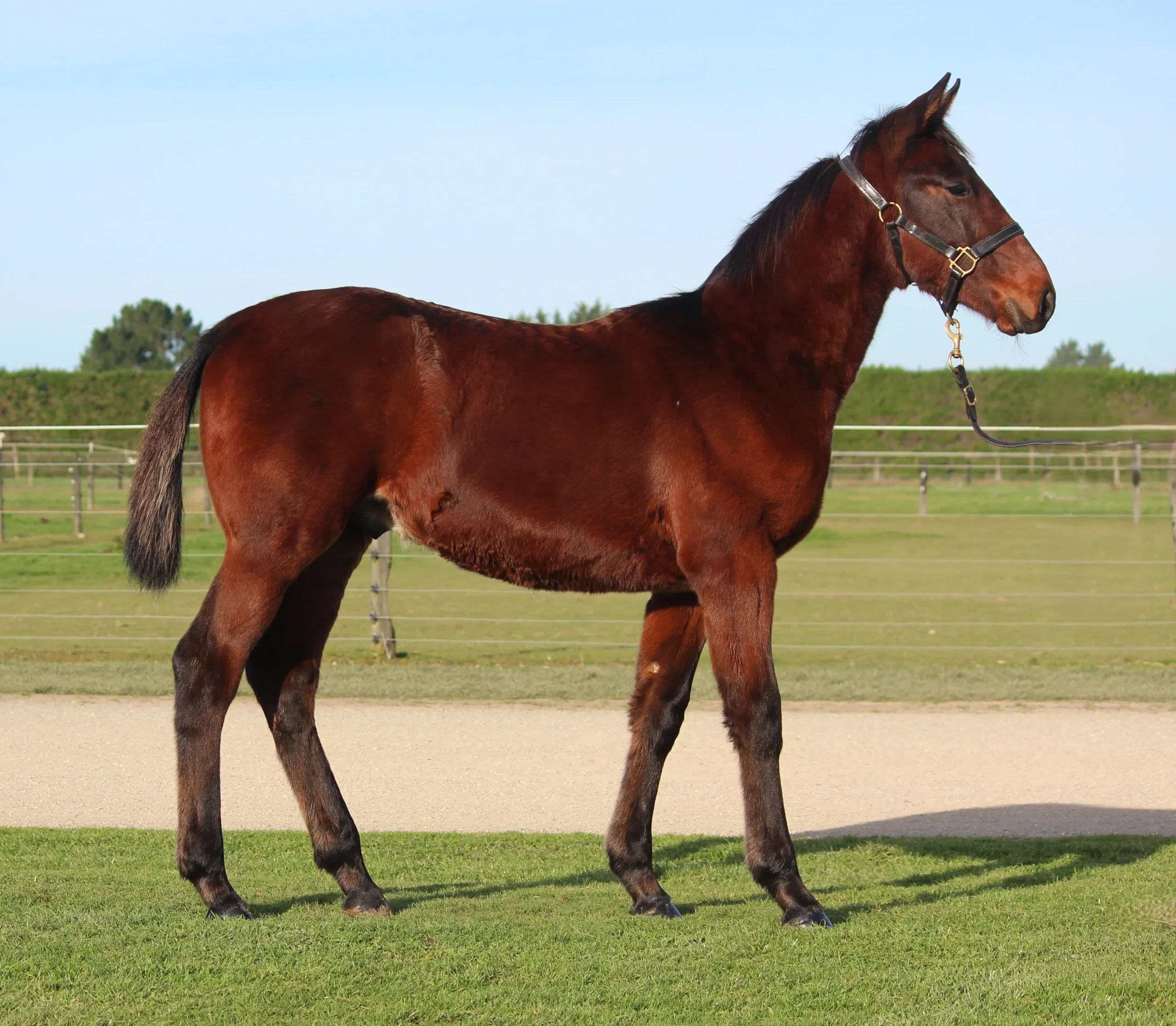 Macca takes weanlings north with confidence 8