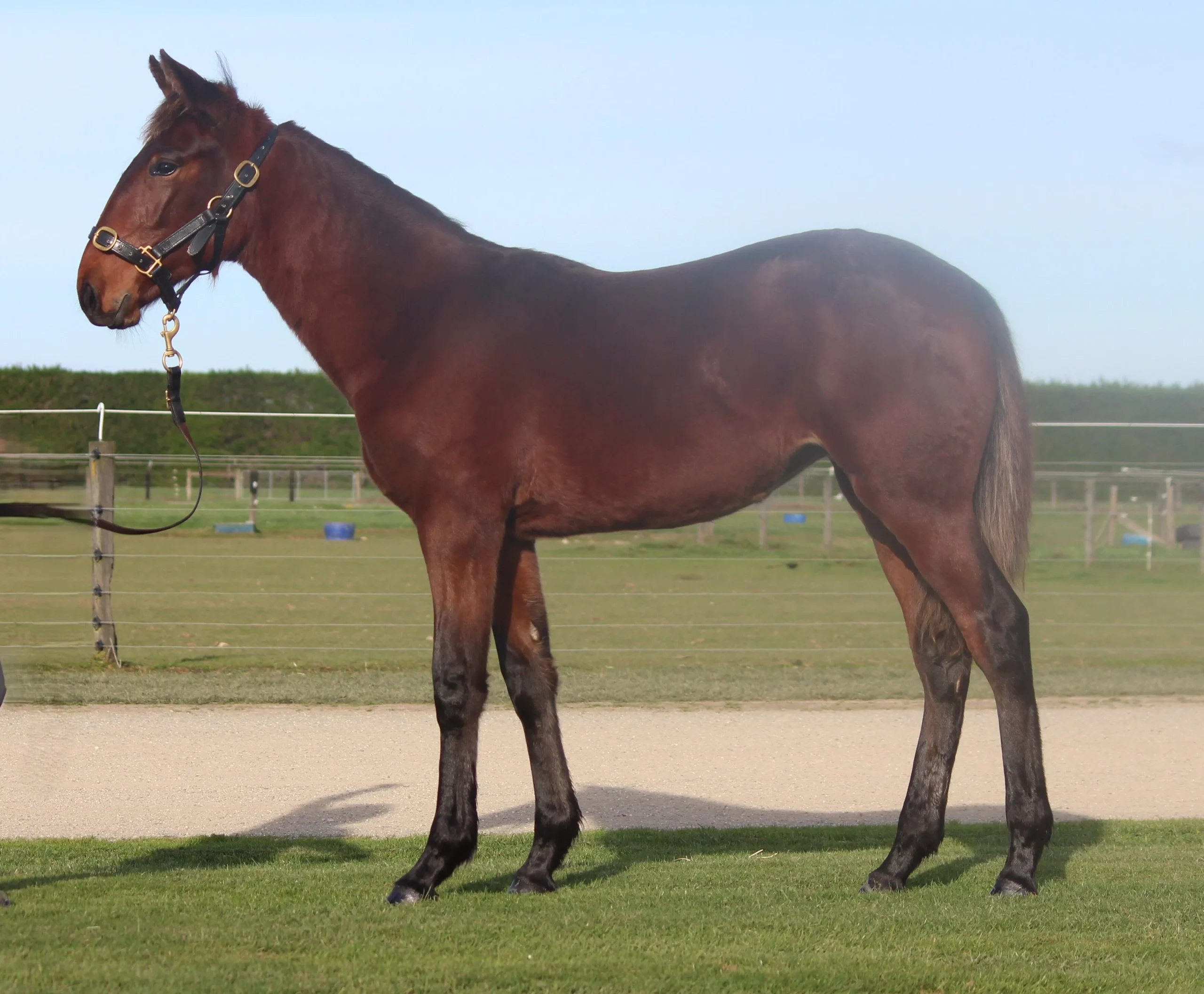 Macca takes weanlings north with confidence 9