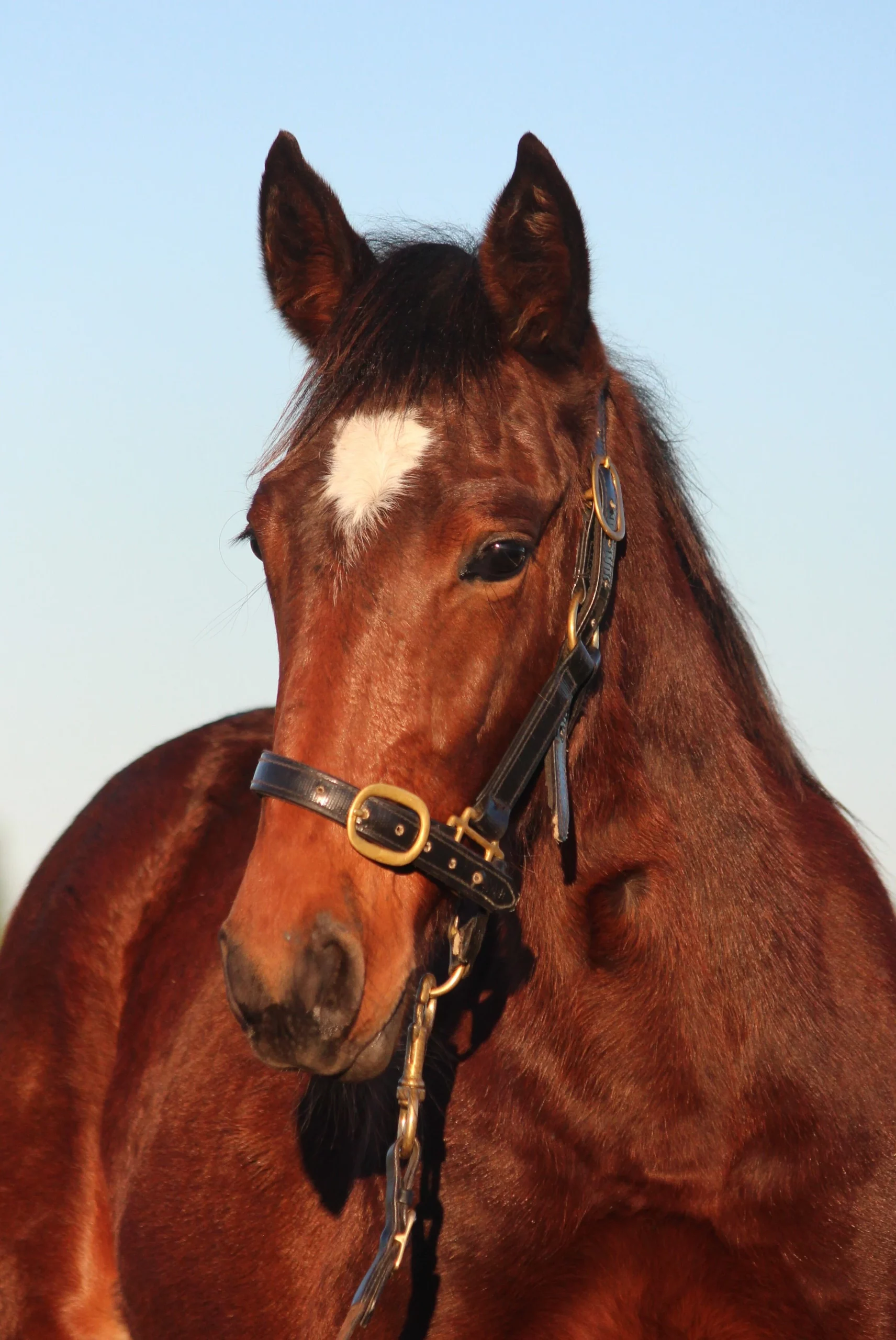 Macca takes weanlings north with confidence 11