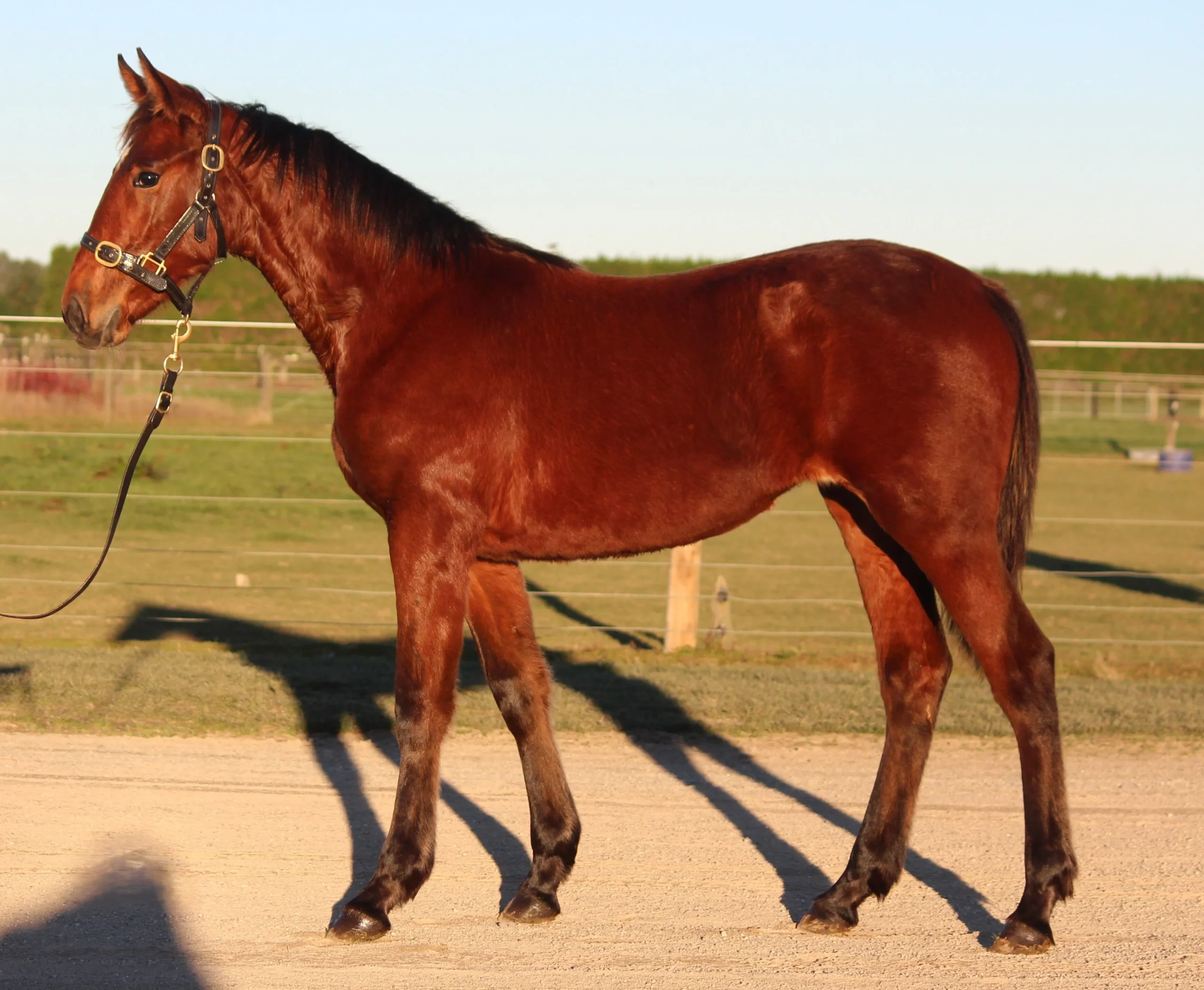 Macca takes weanlings north with confidence 12