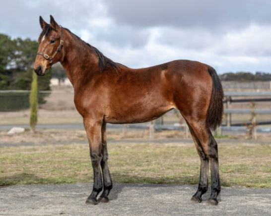 Yabby Dam Farms offers six quality trotters at Weanling Sale 1