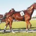 Muscle Mist wins for mother and son