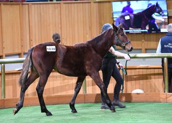 Strong pace set at 2025 National Weanling Sale