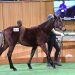 Strong pace set at 2025 National Weanling Sale 2 Strong pace set at 2025 National Weanling Sale