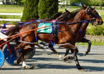 Spodog is top dog in Moxie