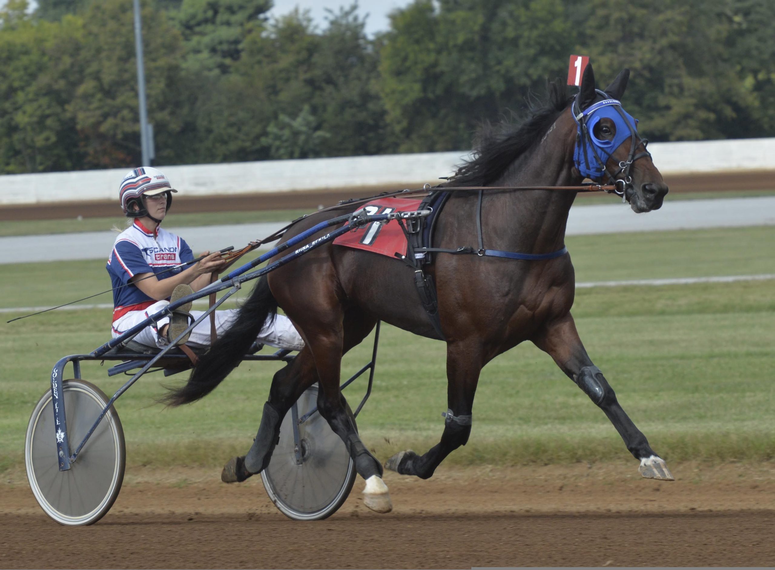 First season sire spotlight - NZ Weanling Sale 4