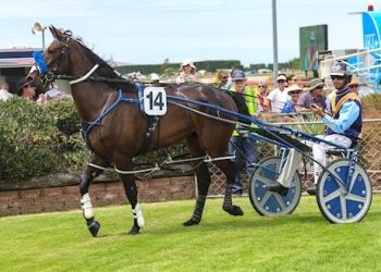 Three win Lazarus gelding among latest 10 lot auction