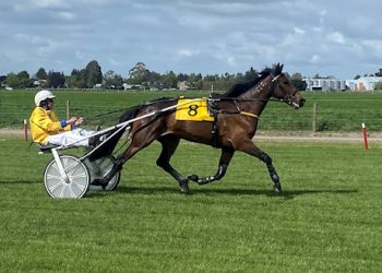 Several race horses up for auction ending Wednesday