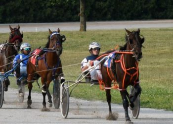 OHHA to Live Stream Races from Auglaize County Fair