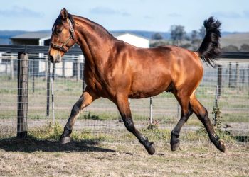 Classic Connection available to Australian and NZ breeders in 2025