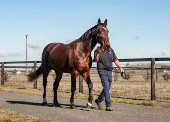E L Titan available to Australian and NZ breeders in 2025