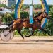 Freya T Boko wins 111th Hungarian Trotting Derby
