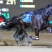 Favourites win New South Wales Two and Three Year Old Trot Finals