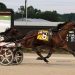 McCowns double up in Buckeye Stallion Series action