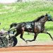 Anders Bluestone gelding wins on Pocono 60th anniversary 2 JAS BLUESTONE A WINNER ON POCONO’S 60TH ANNIVERSARY