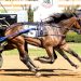 Oscarsson happy for Hambletonian Oaks drive 3