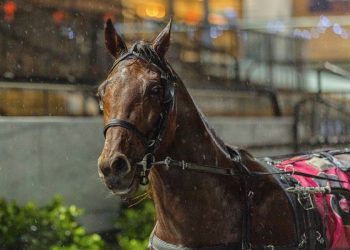 Dixon’s nod to enthusiastic son on the big stage