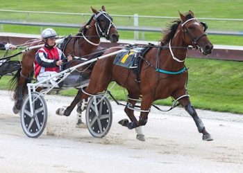 15 Lot Standardbred sale ends from 7pm tonight