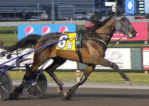 Yo Tillie crowned New Jersey Horse of the Year 1 Yo Tillie