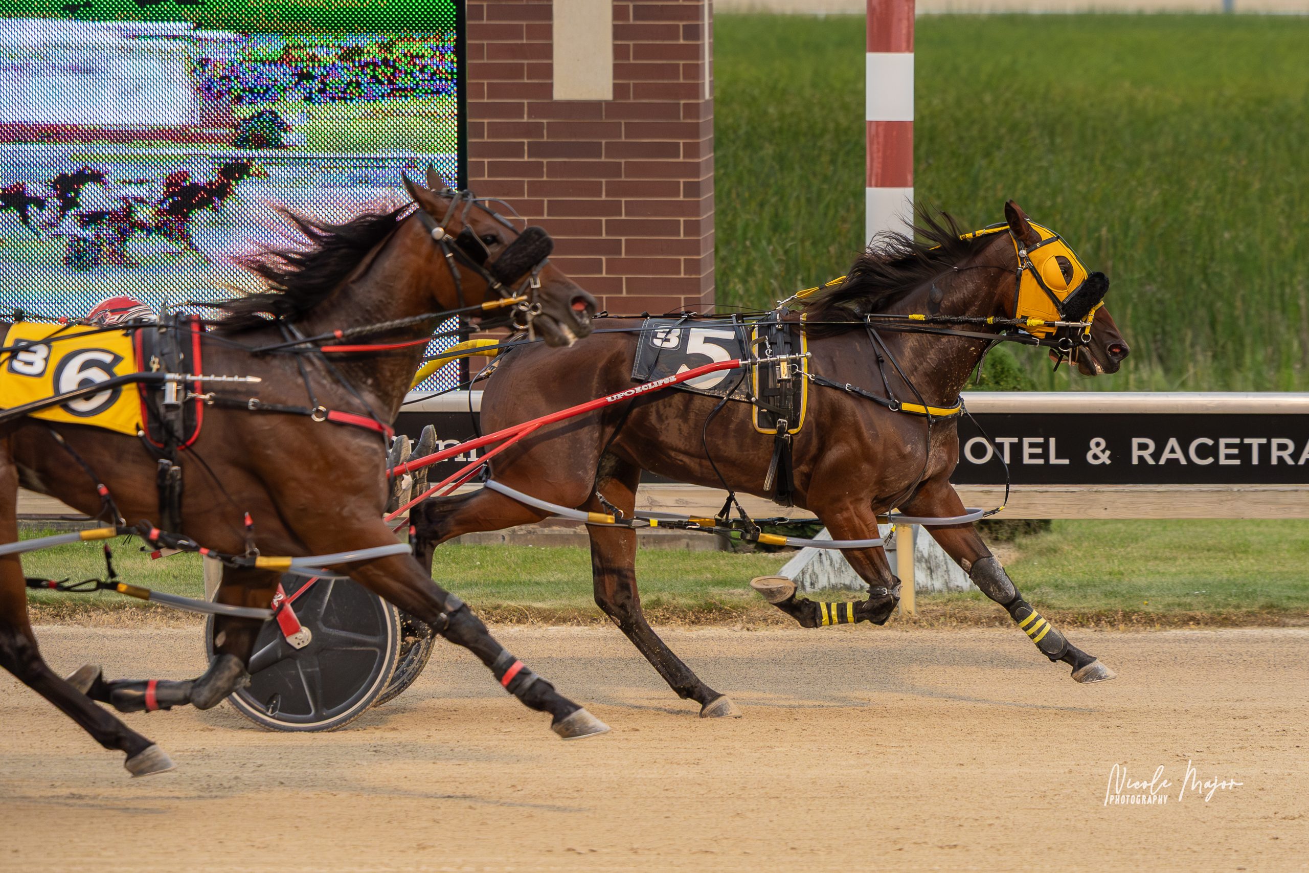 Mother Mary dazzles with new mares track record 2