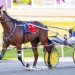 Hall hoping to equal Pearl record with Ideal Beach