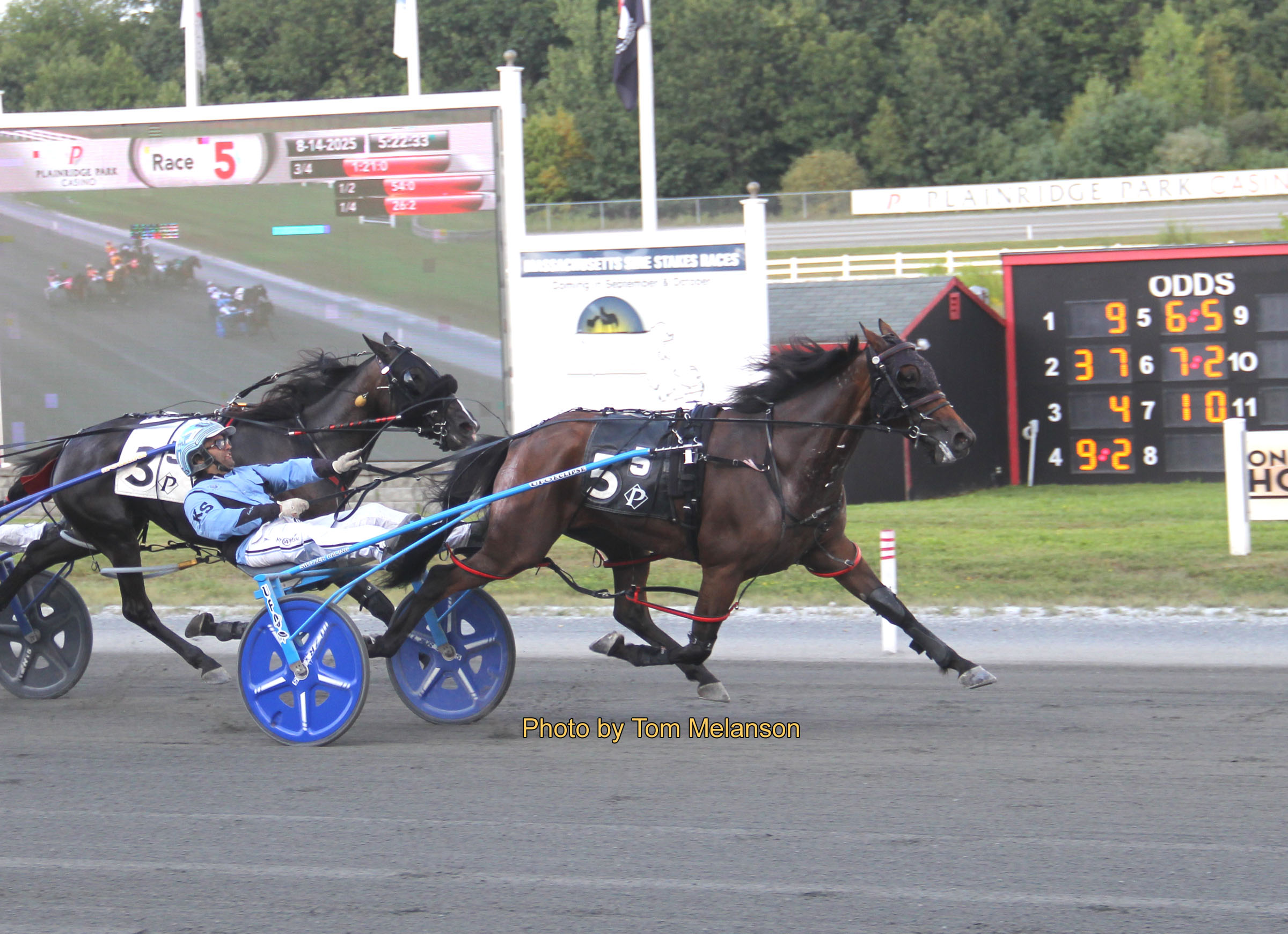 Race of a lifetime for Ex-Kiwi mare 1