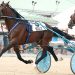 Bulldog Hanover filly smashes track record in Battle of the Belles