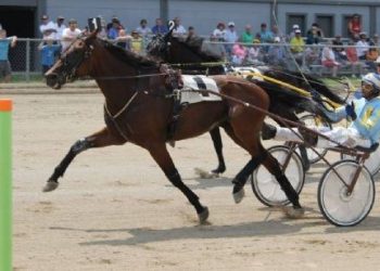 OHHA to Live Stream 3 days from Champaign County Fair