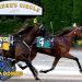 Enola digs in to win Open Trot