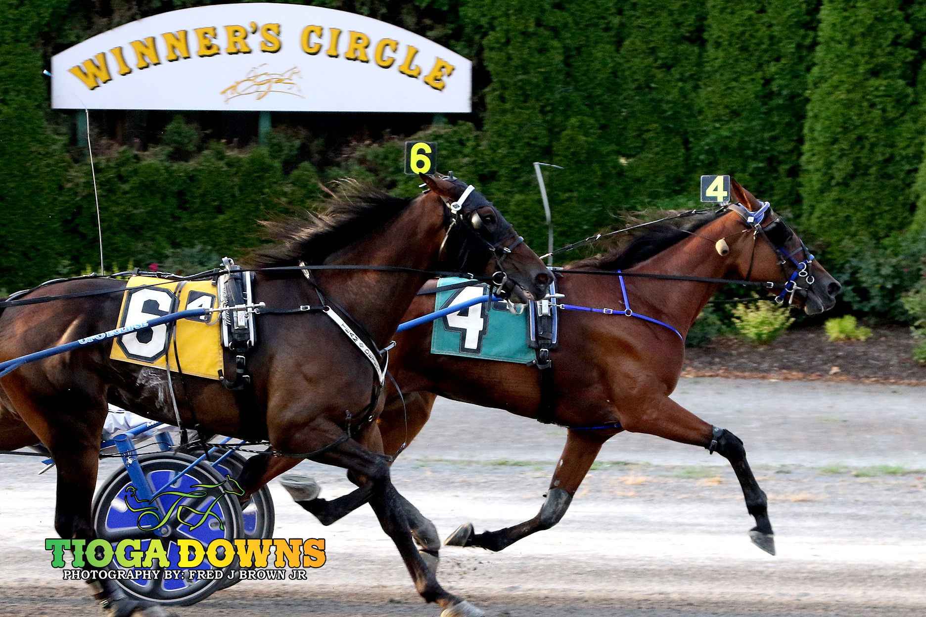 Enola digs in to win Open Trot 1