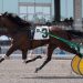 Three-year-old trotters star on 13-race card 2 Three-year-old trotters star on 13-race card