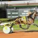 Frantic Hanover repeats in PaSS division