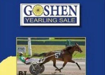 Goshen Sale nears – 112 Yearlings ready to shine