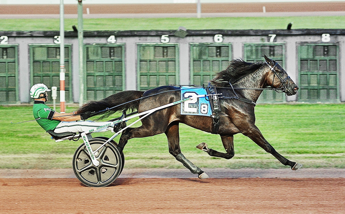 Mr Penner lowers track record for baby trotting geldings 1