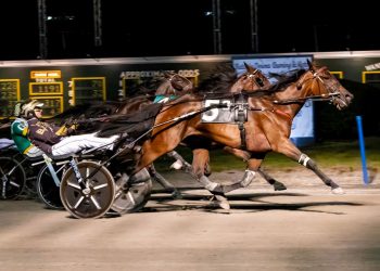 My Debt Collector and Variegated shine in NYSS