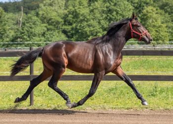 US Consortium buys Solvalla sale topper for $315,000