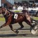Rangitata wins on debut