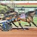 Yo Tillie survives tough trip in $250,000 Delmonica Hanover